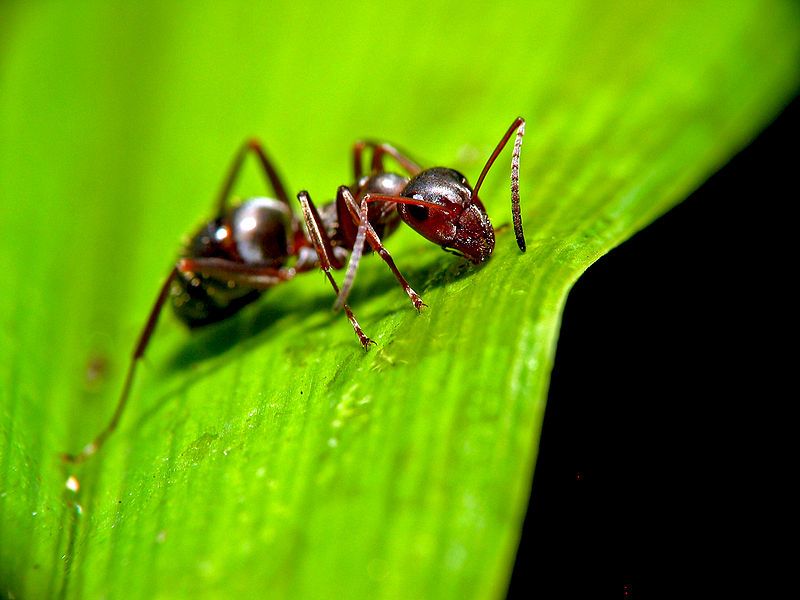 800px-Ant_on_leaf