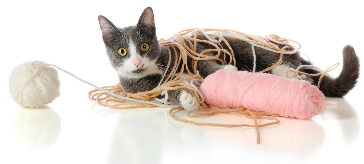 cat with yarn 1200w